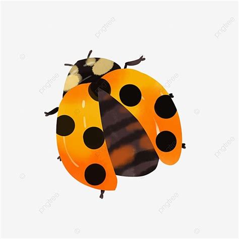 Seven Spot Ladybug With Outstretched Wings, Spread Wings, Ladybug, Insect PNG Transparent ...