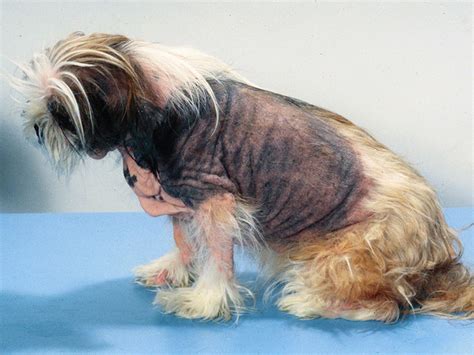 Browse Shih Tzu Skin Problems - Bumps, Scabs, Itchy Skin