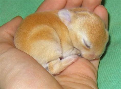 Sleeping bunny | Teh Cute - Cute puppies, cute kittens & other adorable ...