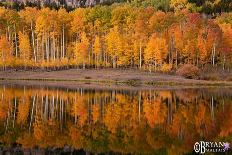 Aspen Fall Colors Reflection - Wildernessshots Photography