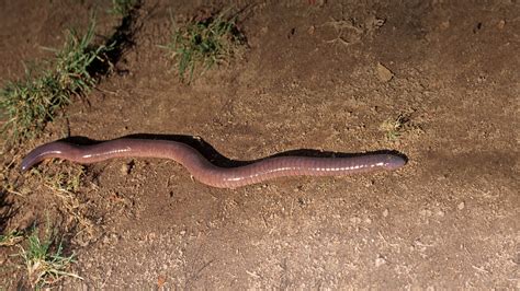 Caecilian | San Diego Zoo Animals & Plants