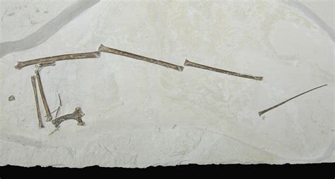 Pterosaur Fossils For Sale - FossilEra.com