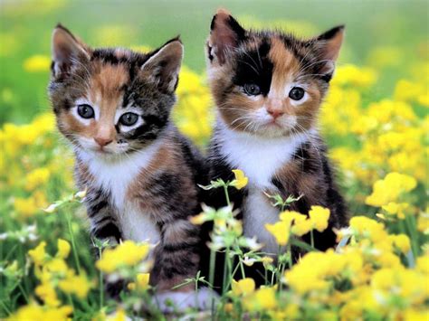 Cute Baby Kittens wallpaper | 1024x768 | #45946