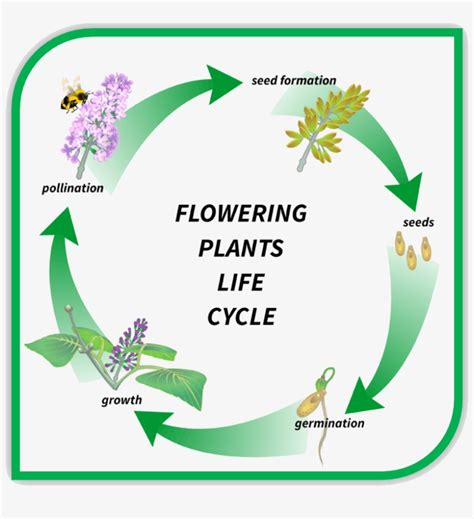 [DIAGRAM] Life Cycle Flower Diagram - MYDIAGRAM.ONLINE