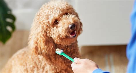 Dog Dental Care Basics: How to Take Care of Your Dog’s Teeth | BeChewy