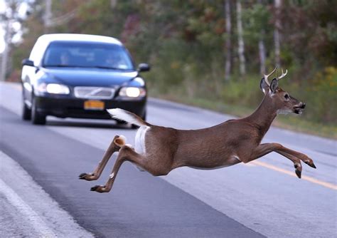 Over & Under: Wildlife Crossings - BeWildReWild & Big River Connectivity