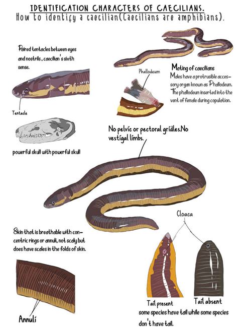 Caecilian - identifying characteristics by Udithraj on DeviantArt