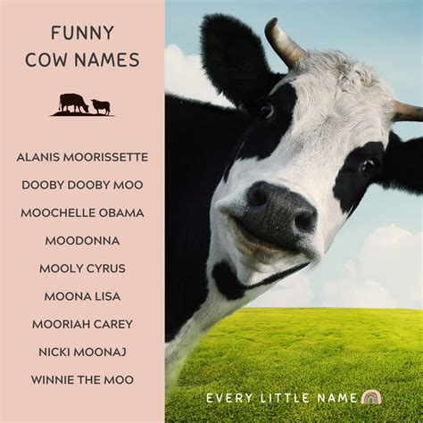 200+ Best Cow Names (Cute, Funny, and Moo-gnificent!) - Every Little Name