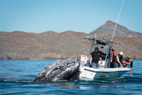 Whale watching in Baja California Sur | Hidden Corners