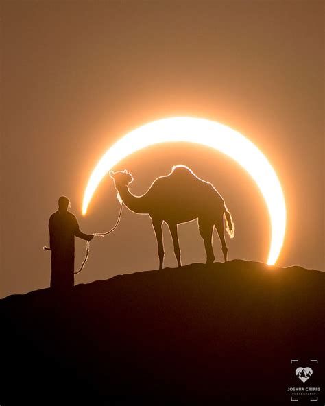 Amazing Solar Eclipse Photography Perfectly Frames a Camel in Desert