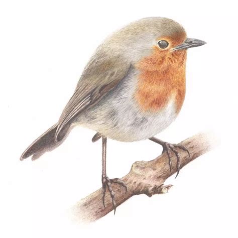 Robin Bird Art by Andy Ashdown | Drawing From Nature