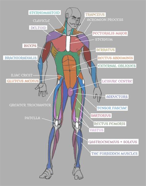 Anterior Muscles Of The Body Labeled Anterior Muscles Human Body ...