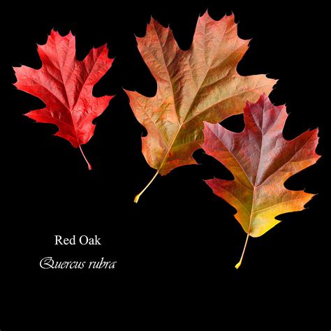 Fall Red Oak Leaves Photograph by Russell Shively