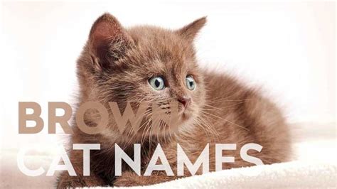 Brown Cat Names: 50+ Ideas for Warm-Colored Cats