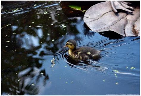 'Baby Ducks on Pond' Posters | AllPosters.com