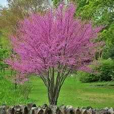 Redbud-Clump 5'B | Country Arbors Nursery