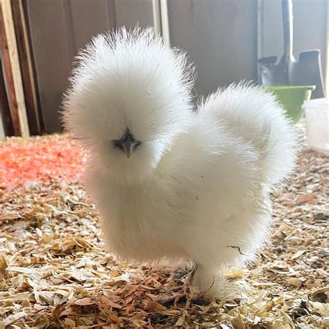 Buy Black Silkie Bantam For Sale | #1 Trusted Vendor