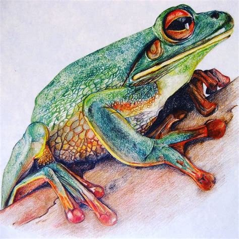 Beautiful frog by @inga.bart #frog #coloredpencils #realisticdrawing ...