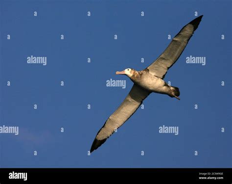 Critically endangered Tristan Albatross (Diomedea dabbenena) at sea ...