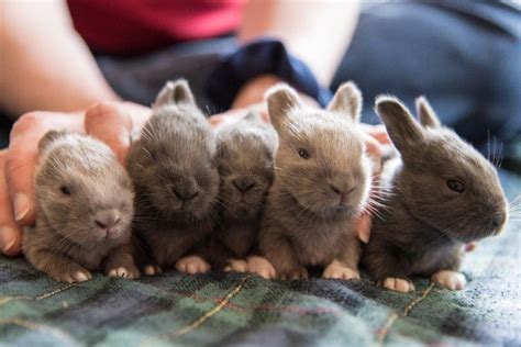 Cute Baby Rabbits – 27 Pics that Will Melt your Heart - Bunnyopia