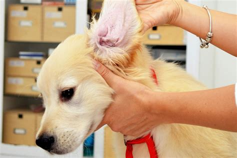 Ear Mites in Dogs - Symptoms, Causes, Diagnosis, Treatment, Recovery, Management, Cost