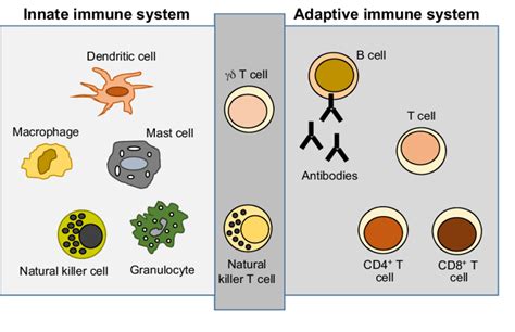 Cells of the innate and adaptive immune systems. The innate immune... | Download Scientific Diagram