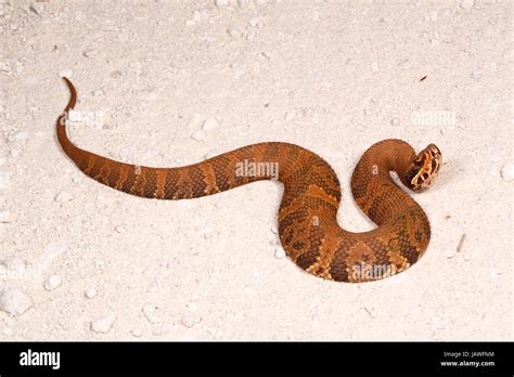 Cottonmouth snake bite High Resolution Stock Photography and Images - Alamy