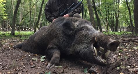 Wild Boar Hunting – Hunting in Hungary with Jagd Stiedl