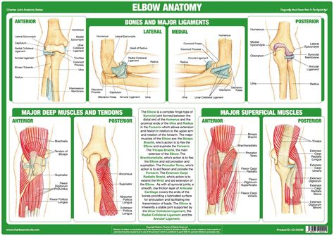 Chartex - Elbow Joint Anatomy Chart