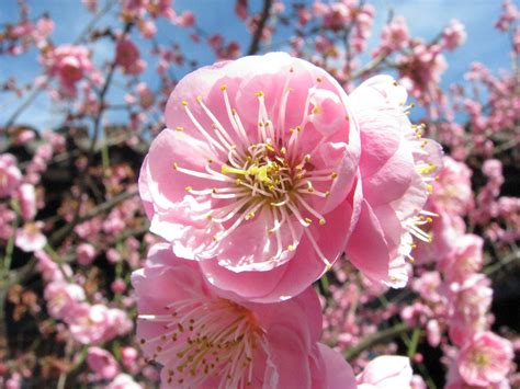 Plum Blossom( china national flower) flowers flowers