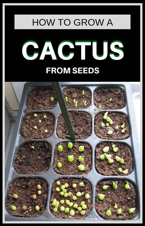 Cactus seeds – Artofit