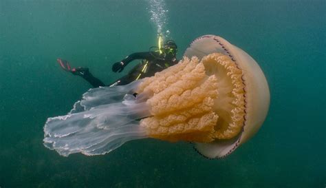 Behind the Photos: Incredible Human-Sized Jellyfish Caught on Camera | PetaPixel