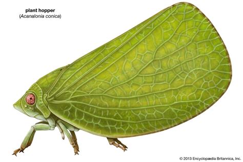 Plant hopper | Grass-Feeding, Jumping, Pest | Britannica