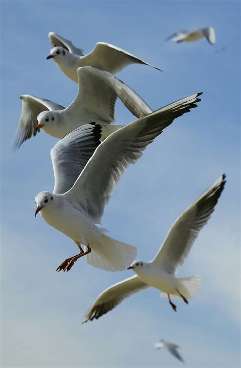 Flock of Seagulls Flying during Daytime · Free Stock Photo