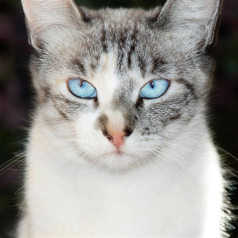 Blue Lynx Point Siamese Cat