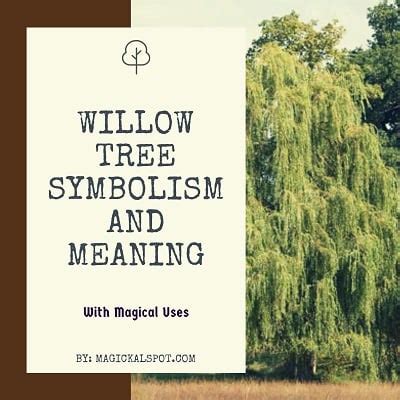 Willow Tree Symbolism and Meaning Explained