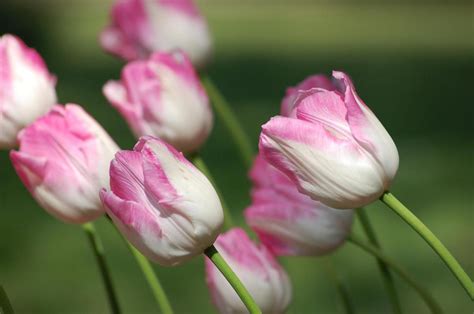 Pink White Tulips wallpaper | nature and landscape | Wallpaper Better