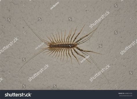 House Centipede Stock Photo 628824182 | Shutterstock