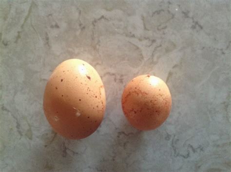 The Official PoultryBookstore.com Blog: Pullet eggs