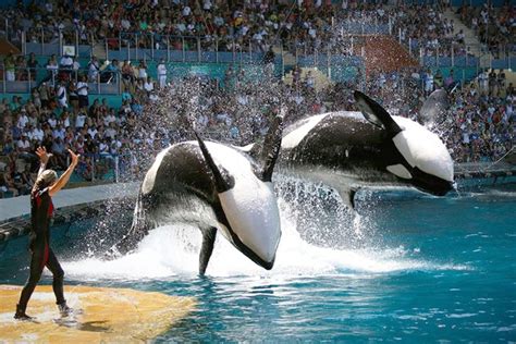 Killer Whale Attacks On Humans Seaworld