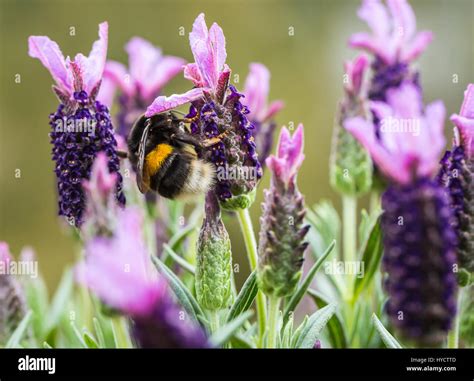 Bumblebee on Lavender Stock Photo - Alamy