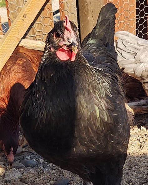 Jersey Giant Chicken: Eggs, Height, Size and Raising Tips