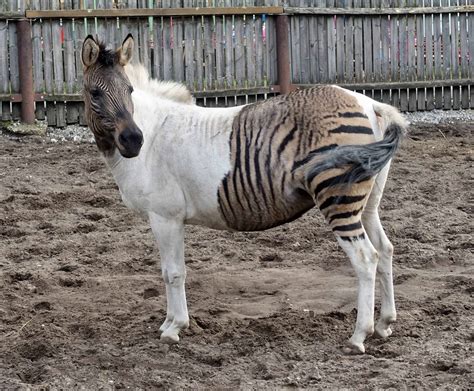 All About The Zorse And Other Zebra Hybrids