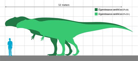 Just How Big Was Giganotosaurus? Was It a T-rex Killer? - A-Z Animals