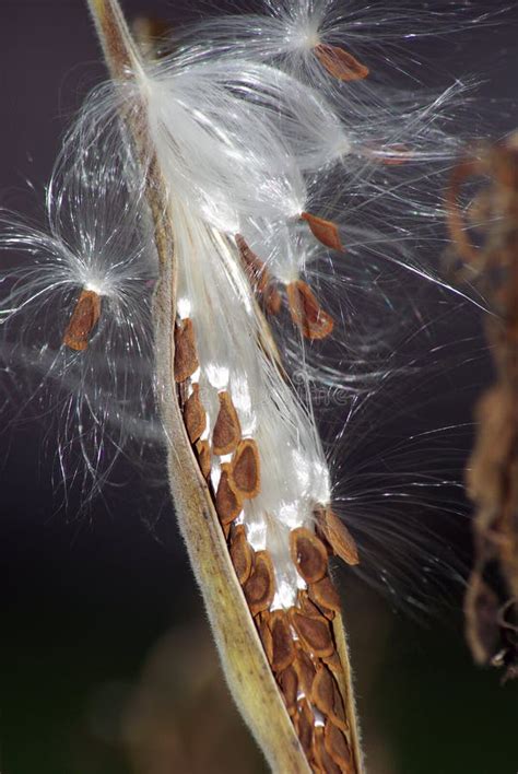 Butterfly Weed seeds stock image. Image of seeds, flight - 7851459