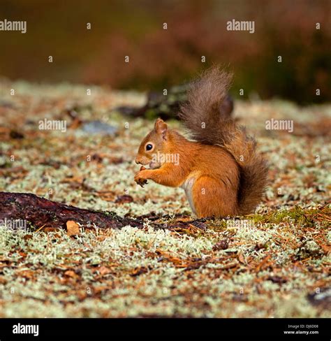 Eurasian red squirrel eating nuts hi-res stock photography and images ...