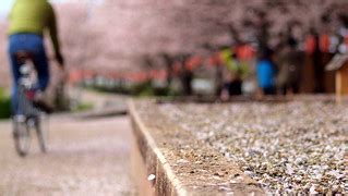 Hurry up, cherry petals fall soon | coniferconifer | Flickr