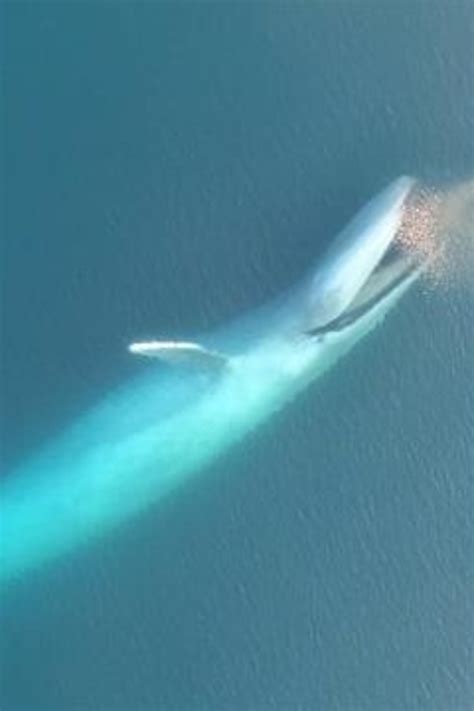 Blue Whales Eating Krill