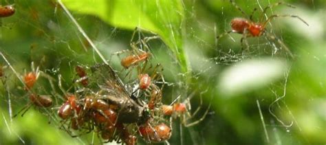 Social spiders may overshare when food gets scarce | Ars Technica