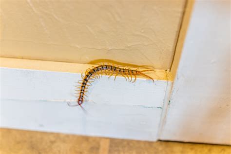 Large house centipede insect bug crawling on wall in New Mexico with many legs macro closeup ...